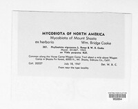 Asteromella nigrescens image